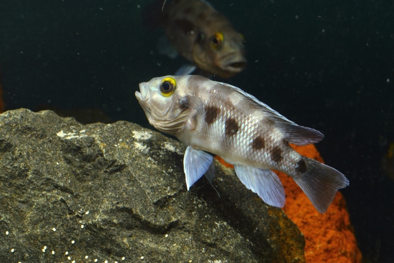 Neolamprologus sexfasciatus